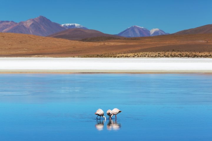 flamingo in Bolivia